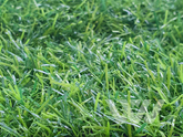 Фото №1 - Искусственная трава Pretty Grass - 35 мм 